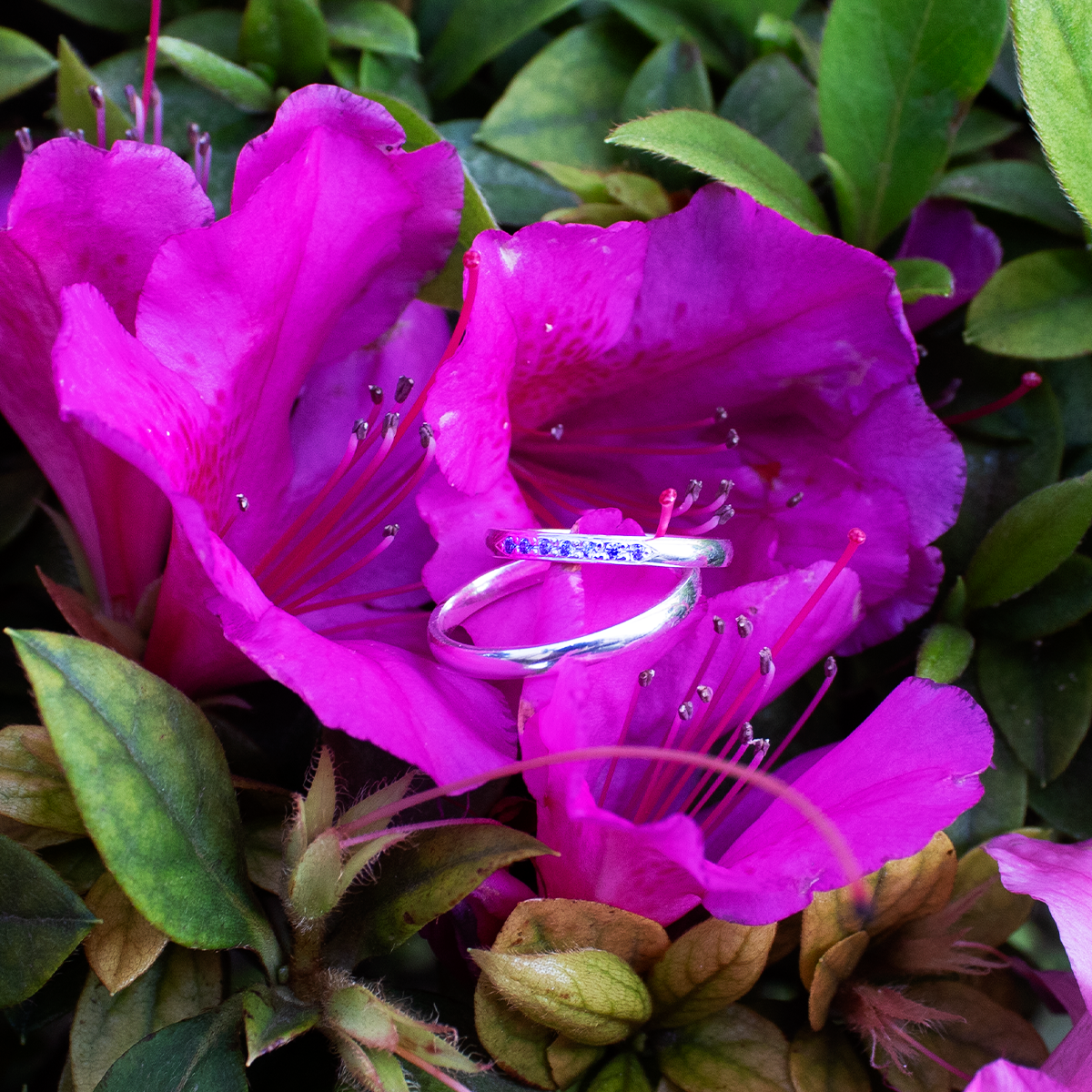 Aliança Eterna Violeta + Brinde Exclusivo: Anel Solitário, Foto Polaroide e Colar Ponto de luz